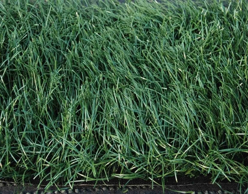 140 Stiche/m Kunstgrün für den Sport mit 32 mm Pfahlhöhe für Landschafts- und Gartenarbeit