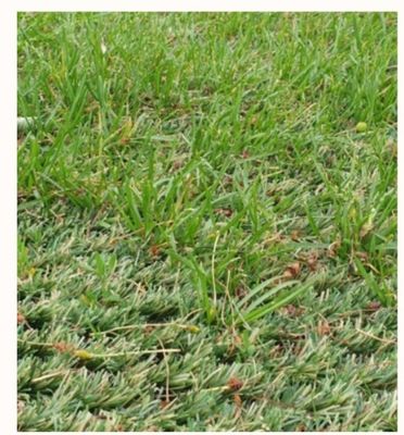 25 mm Pile Height Hybrid Kunstrasenteppich mit ultra hoher Verschleißfestigkeit für gemischte Verlegung mit Naturrasen